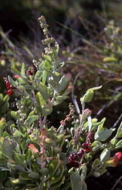 APII jpeg image of Rhagodia candolleana subsp. candolleana  © contact APII