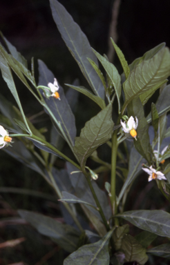 APII jpeg image of Solanum pseudocapsicum  © contact APII