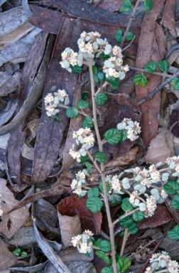 APII jpeg image of Spyridium cinereum  © contact APII