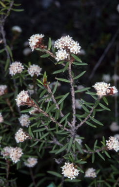 APII jpeg image of Spyridium scortechinii  © contact APII