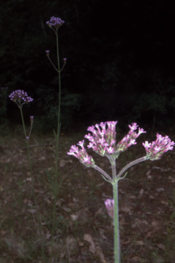 APII jpeg image of Verbena bonariensis  © contact APII