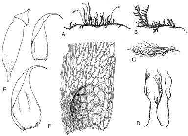 APII jpeg image of Hypnum cupressiforme var. mossmanianum  © contact APII