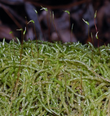 APII jpeg image of Acrocladium chlamydophyllum  © contact APII