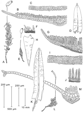 APII jpeg image of Atrichum androgynum,<br/>Notoligotrichum australe,<br/>Notoligotrichum crispulum  © contact APII