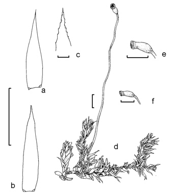 APII jpeg image of Sematophyllum subhumile var. contiguum  © contact APII