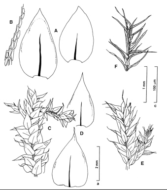 APII jpeg image of Platyhypnidium austrinum,<br/>Rhynchostegium muriculatum,<br/>Rhynchostegium nanopennatum,<br/>Rhynchostegium tenuifolium  © contact APII