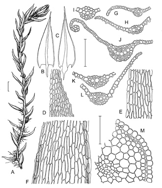 APII jpeg image of Aulacomnium palustre  © contact APII