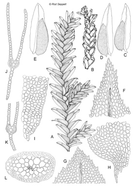 APII jpeg image of Fissidens adianthoides  © contact APII