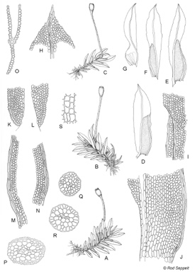 APII jpeg image of Fissidens cuspidiferus  © contact APII