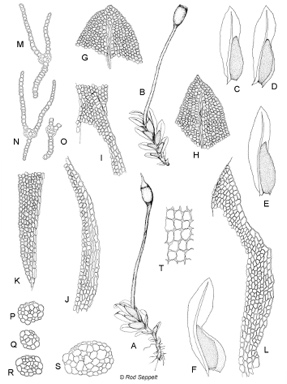 APII jpeg image of Fissidens gardneri  © contact APII