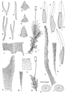 APII jpeg image of Fissidens linearis var. linearis  © contact APII