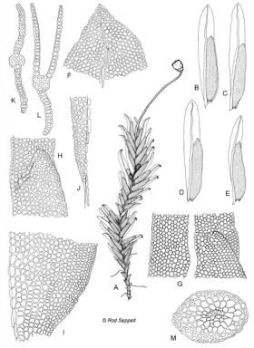 APII jpeg image of Fissidens oblongifolius var. oblongifolius  © contact APII