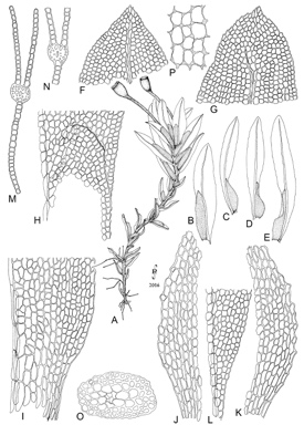 APII jpeg image of Fissidens pellucidus  © contact APII