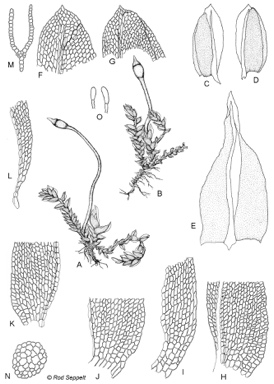 APII jpeg image of Fissidens taylorii var. gillianus  © contact APII