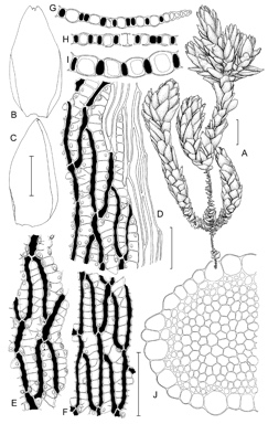 APII jpeg image of Sphagnum fuscovinosum  © contact APII