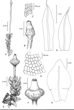 APII jpeg image of Tayloria gunnii,<br/>Tayloria tasmanica  © contact APII