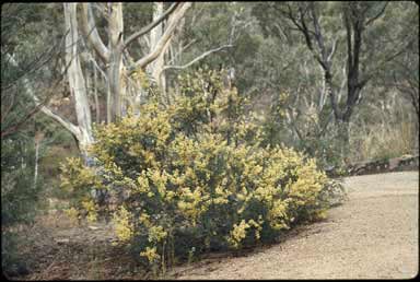 APII jpeg image of Acacia terminalis  © contact APII