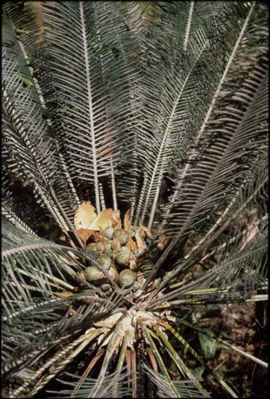 APII jpeg image of Cycas calcicola  © contact APII