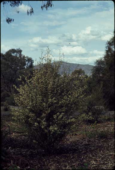 APII jpeg image of Logania floribunda  © contact APII