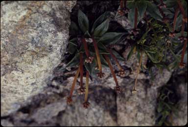 APII jpeg image of Plantago muelleri  © contact APII