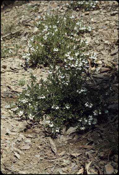 APII jpeg image of Prostanthera saxicola var. montana  © contact APII