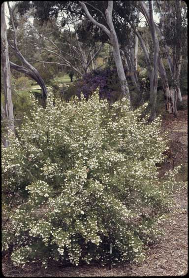 APII jpeg image of Westringia longifolia  © contact APII