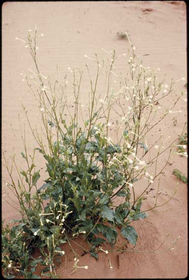 APII jpeg image of Nicotiana rosulata subsp. ingulba  © contact APII