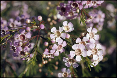 APII jpeg image of Chamelaucium pincinatum  © contact APII