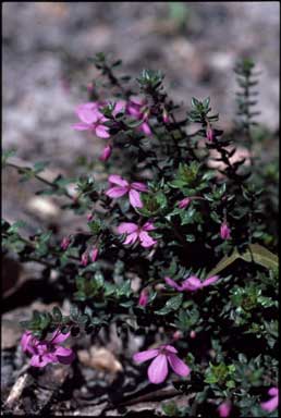 APII jpeg image of Tetratheca thymifolia  © contact APII