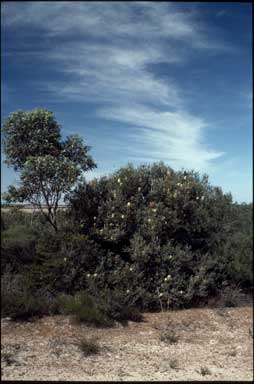 APII jpeg image of Banksia pilostylis  © contact APII