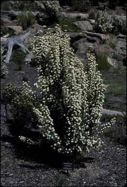 APII jpeg image of Ozothamnus ericifolius subsp. ericifolius  © contact APII