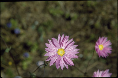 APII jpeg image of Rhodanthe manglesii  © contact APII