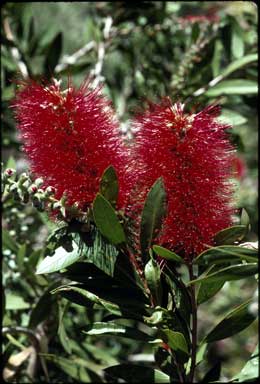 APII jpeg image of Callistemon 'Splendens'  © contact APII