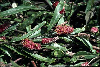 APII jpeg image of Grevillea 'Coastal Glow'  © contact APII