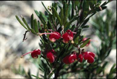 APII jpeg image of Grevillea 'Poorinda Ruby'  © contact APII