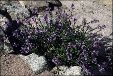 APII jpeg image of Scaevola 'Royal Fanfare'  © contact APII