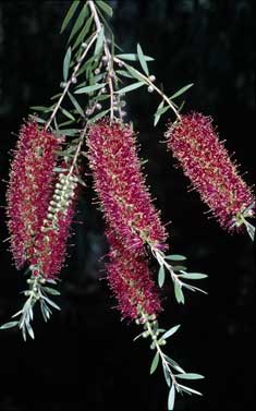 APII jpeg image of Callistemon citrinus 'Candy Pink'  © contact APII