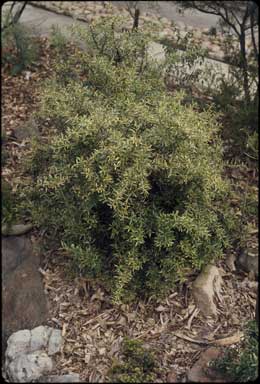 APII jpeg image of Grevillea 'Golden Sparkle'  © contact APII