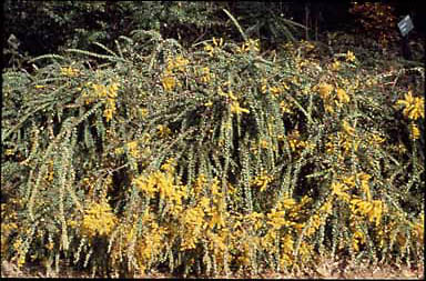 APII jpeg image of Acacia pravissima 'Golden Carpet'  © contact APII