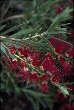 APII jpeg image of Callistemon viminalis 'Captain Cook'  © contact APII