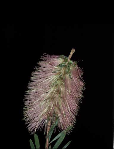 APII jpeg image of Callistemon pachyphyllus 'Smoked Salmon'  © contact APII