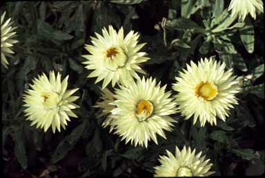 APII jpeg image of Xerochrysum bracteatum 'Cockatoo'  © contact APII