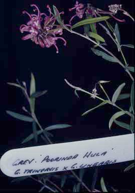 APII jpeg image of Grevillea 'Poorinda Hula'  © contact APII