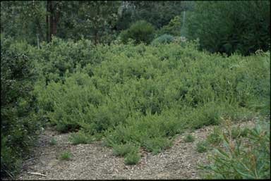 APII jpeg image of Grevillea 'Little Thicket'  © contact APII