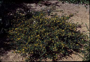 APII jpeg image of Pultenaea 'Wallum Gold'  © contact APII