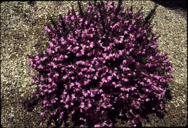 APII jpeg image of Tetratheca thymifolia 'Becentennial Belle'  © contact APII