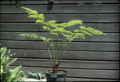 APII jpeg image of Cyathea 'Cinnamon'  © contact APII