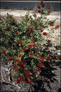 APII jpeg image of Callistemon 'Ngungun Red'  © contact APII