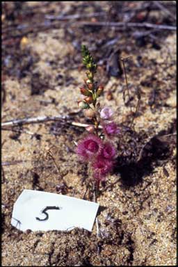 APII jpeg image of Verticordia 'Venus Harlequin'  © contact APII