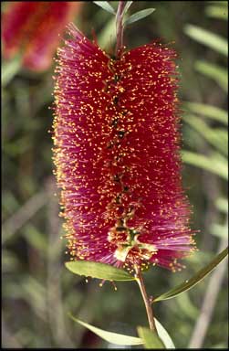 APII jpeg image of Callistemon 'Crimson Cascade'  © contact APII